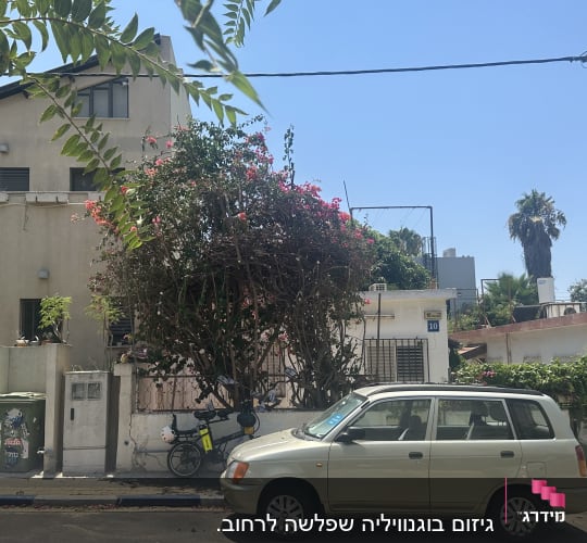 עץ גזום ליד בית עם מכונית חונה ברחוב